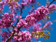 Preço de Ipê Roxo em Carapicuíba