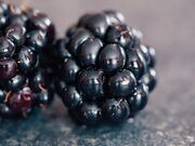 Venda de Amora Miura em Caucaia