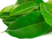 Venda de Ora pro Nobis em Colatina