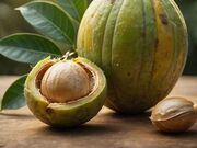 Venda de Noz da Índia no Jardim São Paulo