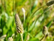 Preço de Psyliun no Grajaú